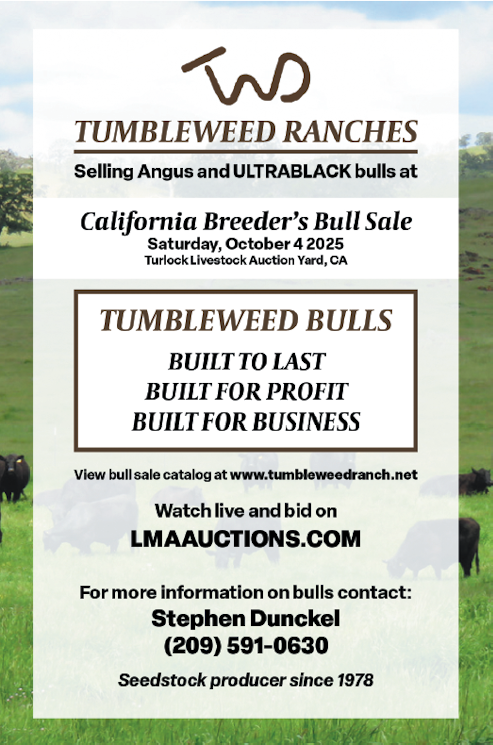 TUMBLEWEED RANCHES SELLING ANGUS AND ULTRABLACK BULLS